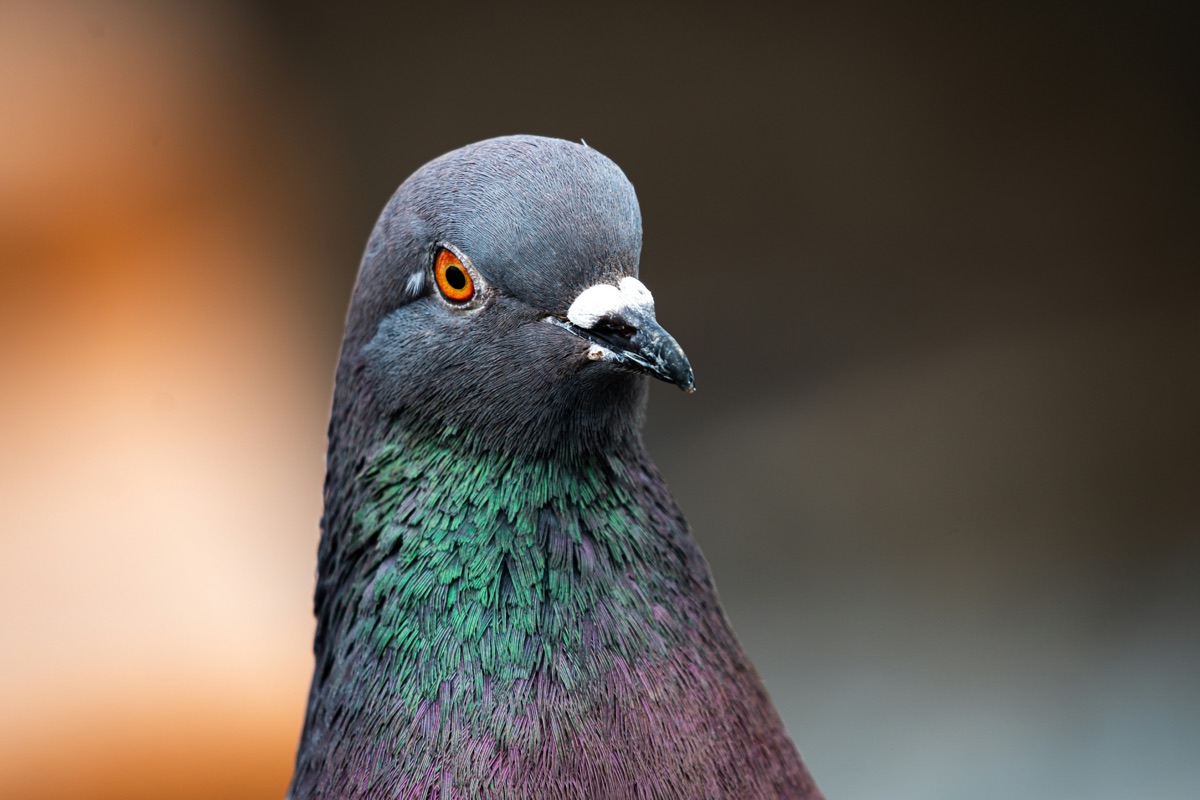 Bird shown in an outdoor environment
