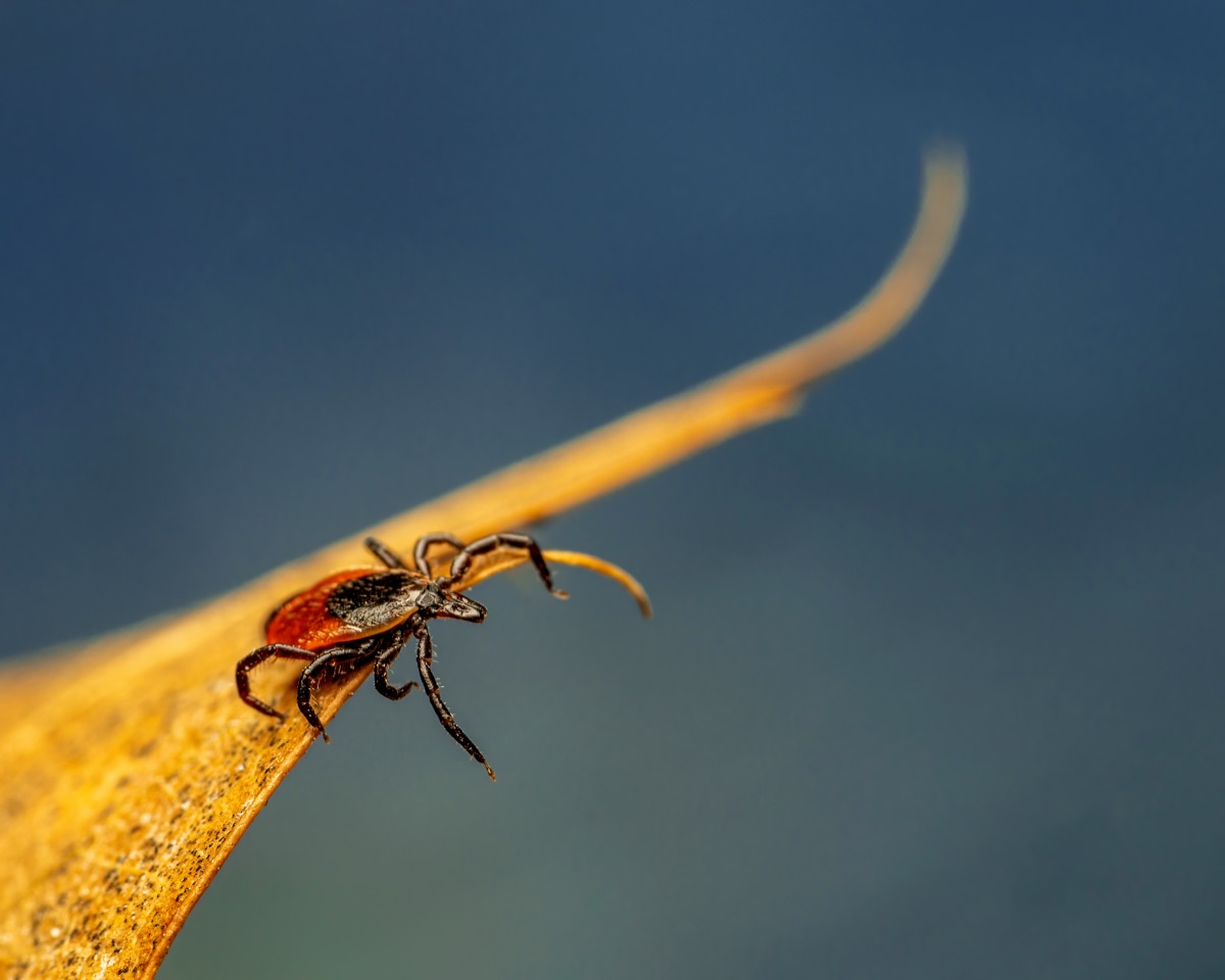 Tick shown at close range