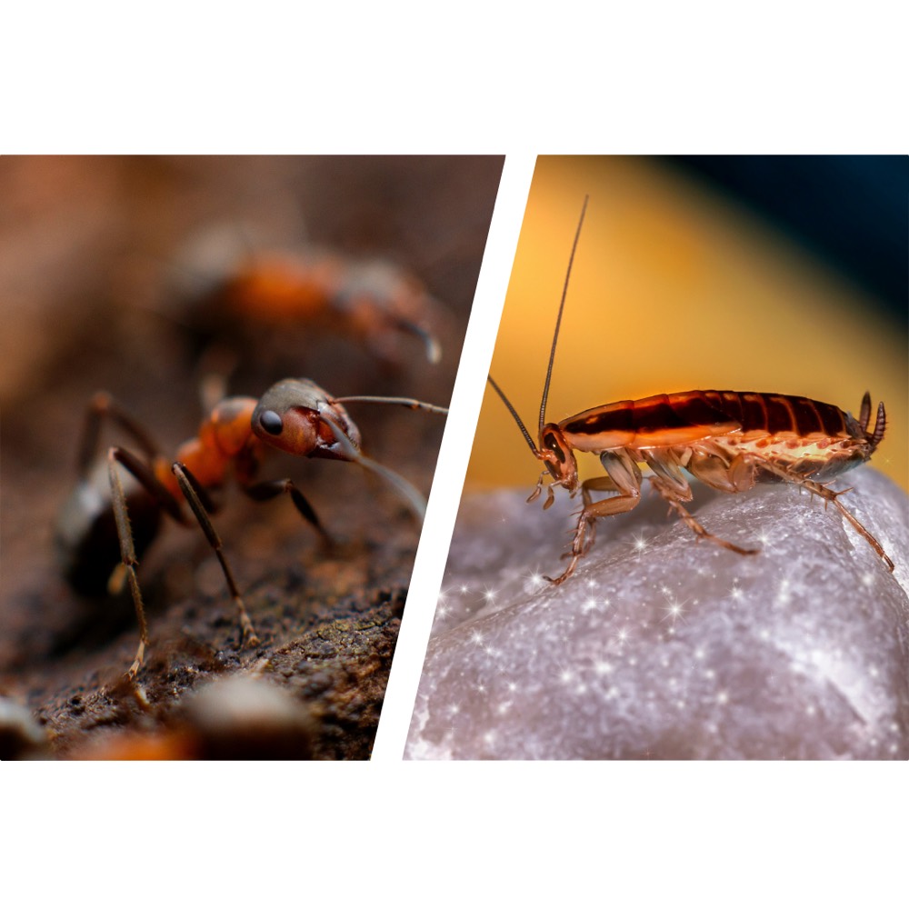 Ant and cockroach representing general pest-control services