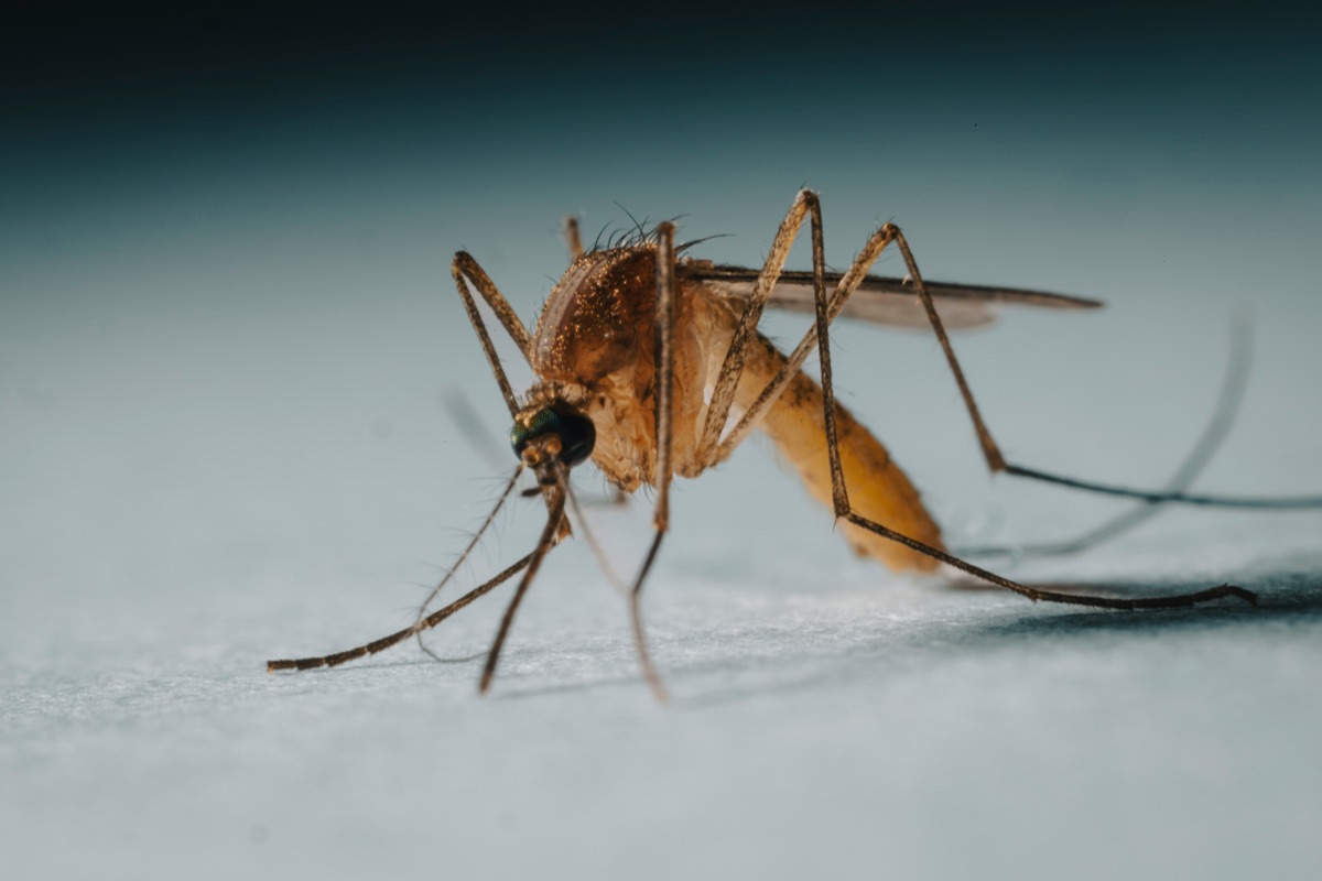 Mosquito shown at close range