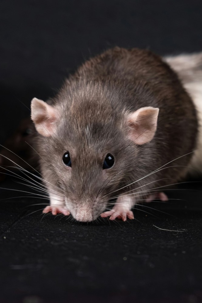 Rodent shown at close range