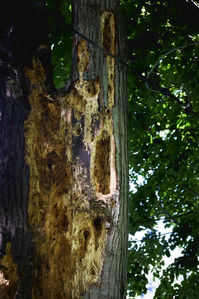 Tree showing extensive pest damage